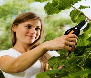 Cum de a alege un Lopper grădină pruner pe un mâner lung beneficii, utilizarea nuanțelor regulilor (beneficii) Cum de a alege un Lopper grădină pruner pe un mâner lung beneficii, utilizarea nuanțelor normelor