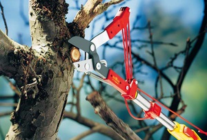 Cum de a alege un Lopper grădină pruner pe un mâner lung beneficii, utilizarea nuanțelor regulilor (Lopper) Cum de a alege un Lopper grădină pruner pe un mâner lung beneficii, utilizarea nuanțelor normelor
