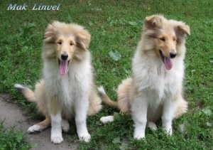 Cum de a alege un catelus Pomeranian tip urs, catelusul meu (Pomeranian) Cum de a alege un catelus Pomeranian tip urs, catelusul meu