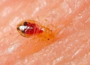 Cum sunt acasă (lenjerie de pat) tipuri de bug-uri, foto, video (Video) Cum sunt casa (lenjerie de pat) tipuri de bug-uri, foto, video