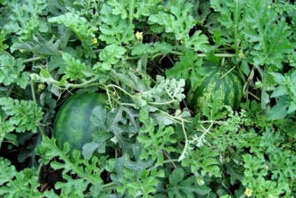 Cum să crească un pepene în suburbiile în câmp deschis (regiunea Moscova) Cum să crească un pepene în suburbiile în câmp deschis