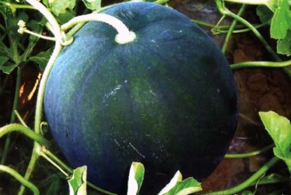 Cum să crească un pepene în suburbiile în teren deschis (sol) Cum să crească un pepene în suburbiile în câmp deschis