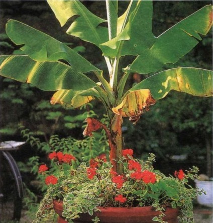 Cum să crească un copac banane (banan) Cum să crească un copac banane