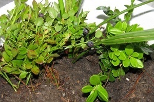 Cum să crească afine din semințe de la plante acasă magice (home) Cum să crească afine din seminte de la plante magice acasă