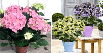 Cum să crească o hortensie acasă, hortensii în creștere în țară (acasă) Cum să crească o hortensie acasă, hortensii în creștere în țară