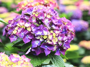 Cum să crească o hortensie acasă, hortensii în creștere în țară (să crească) Cum să crească o hortensie acasă, hortensii în creștere în țară