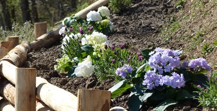 Cum să crească o hortensie acasă, hortensii în creștere în țară (Hydrangea) Cum să crească o hortensie acasă, hortensii în creștere în țară