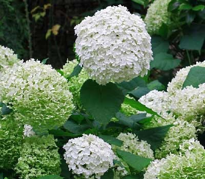 Cum să crească hortensie la dacha lui în câmp deschis (dacha) Cum să crească hortensie la dacha lui în câmp deschis