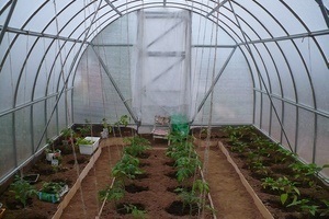 Cum să crească fructul pasiunii de plante magice osoase (cresc) Cum să crească fructul pasiunii de plante magice os