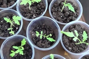 Cum să crească fructul pasiunii de la planta magică osoase (piatra) Cum să crească fructul pasiunii de plante magice os
