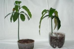 Cum să crească fructul pasiunii de la planta magică osoase (piatra) Cum să crească fructul pasiunii de plante magice os