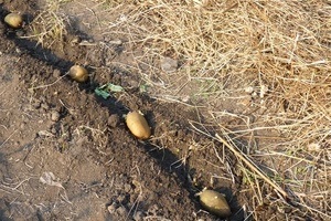Cum să crească fructul pasiunii de la planta magică osoase (piatra) Cum să crească fructul pasiunii de plante magice os