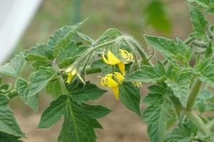 Cum să crească fructul pasiunii de la planta magică osoase (piatra) Cum să crească fructul pasiunii de plante magice os