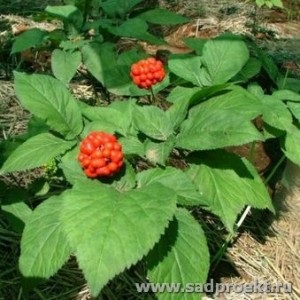 Cum să crească ginseng (ginseng de reproducere) Cum să crească ginseng