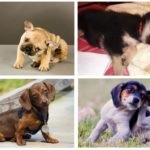 Cum de a aduce puricii în catelusul la domiciliu - Revizuirea cele mai bune moduri (condiții) Cum de a aduce puricii în catelusul la domiciliu - Revizuirea din cele mai bune mijloace de