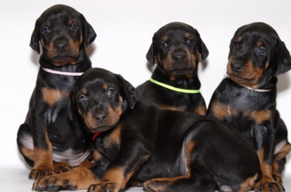 Cum de a aduce Doberman (crescător) Cum de a ridica un doberman