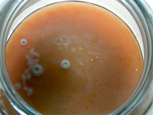 Cum se păstrează Kombucha (ciuperci) Cum se păstrează Kombucha