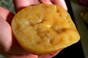 Cum se păstrează Kombucha (ciuperci) Cum se păstrează Kombucha