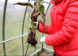 Cum se păstrează Canna de iarnă (de iarnă) Cum se păstrează Canna de iarnă