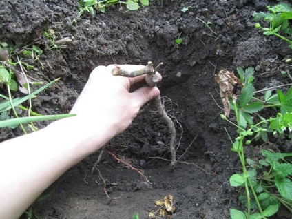Așa cum am plantat flori la unitate (dacha) Așa cum am plantat flori la cabana