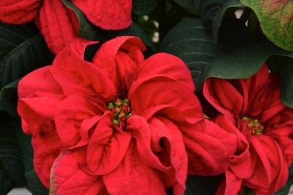 Cum de a face flori floare de îngrijire a camerei puansetiyu, conținutul (a face) Cum de a face flori floare de îngrijire cameră puansetiyu, conținut