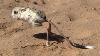 Cum de a trăi și de ce să mănânce jerboa (live) Cum de a trăi și de ce să mănânce jerboa
