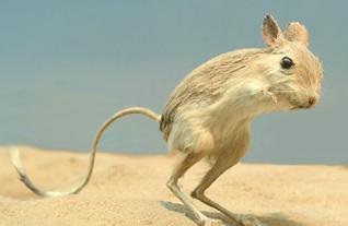 Cum de a trăi și de ce să mănânce jerboa (alimentat) Cum de a trăi și de ce să mănânce jerboa