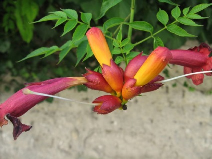 fotografii Trompeta, specii, de plantare și îngrijire la domiciliu (trompetă) fotografii Trompeta, specii, de plantare și îngrijire la domiciliu