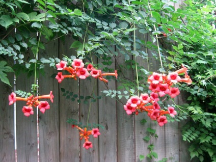 fotografii Trompeta, specii, de plantare și îngrijire la domiciliu (trompetă) fotografii Trompeta, specii, de plantare și îngrijire la domiciliu