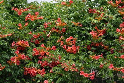 fotografii Trompeta, specii, de plantare și îngrijire la domiciliu (specii) fotografii Trompeta, specii, de plantare și îngrijire la domiciliu