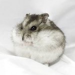 hamsteri pitici (de hamster pitic trebuie) hamsteri pitici
