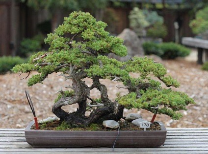 Bonsai Bonsai (copac) Bonsai Bonsai