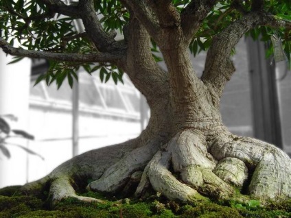 Bonsai Bonsai (copac) Bonsai Bonsai