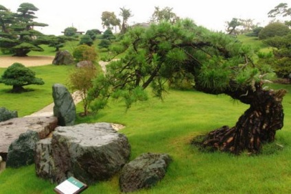 Bonsai Bonsai (bonsai bonsai copac) Bonsai Bonsai
