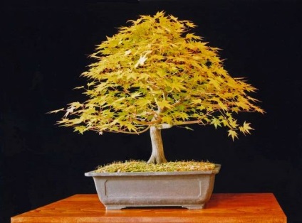 Bonsai Bonsai (bonsai bonsai copac) Bonsai Bonsai