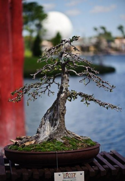 Bonsai Bonsai (copac) Bonsai Bonsai