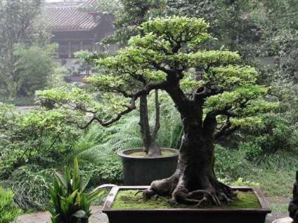 Bonsai Bonsai (bonsai) Bonsai Bonsai