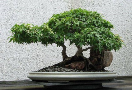 Bonsai Bonsai (copac) Bonsai Bonsai