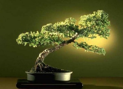 Bonsai Bonsai (bonsai) Bonsai Bonsai