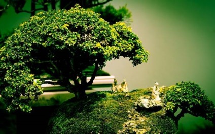 Bonsai Bonsai (bonsai) Bonsai Bonsai