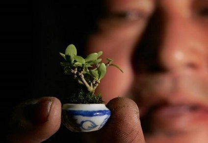 Bonsai Bonsai (bonsai) Bonsai Bonsai