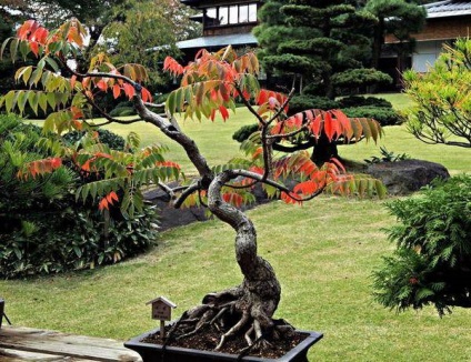 Bonsai Bonsai (bonsai) Bonsai Bonsai