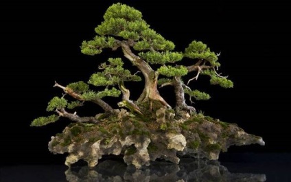Bonsai Bonsai (bonsai bonsai copac) Bonsai Bonsai