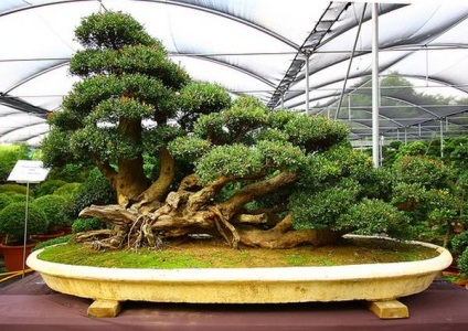 Bonsai Bonsai (pitic) Bonsai Bonsai