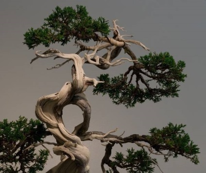 Bonsai Bonsai (bonsai) Bonsai Bonsai