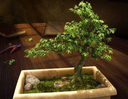 Bonsai Bonsai (bonsai bonsai copac) Bonsai Bonsai
