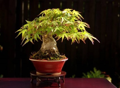 Bonsai Bonsai (copac) Bonsai Bonsai