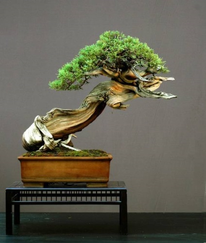 Bonsai Bonsai (pitic) Bonsai Bonsai