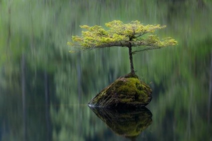 Bonsai Bonsai (pitic) Bonsai Bonsai