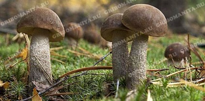 Categorii ciuperci gribomaniya (ciuperci) Categorii ciuperci gribomaniya